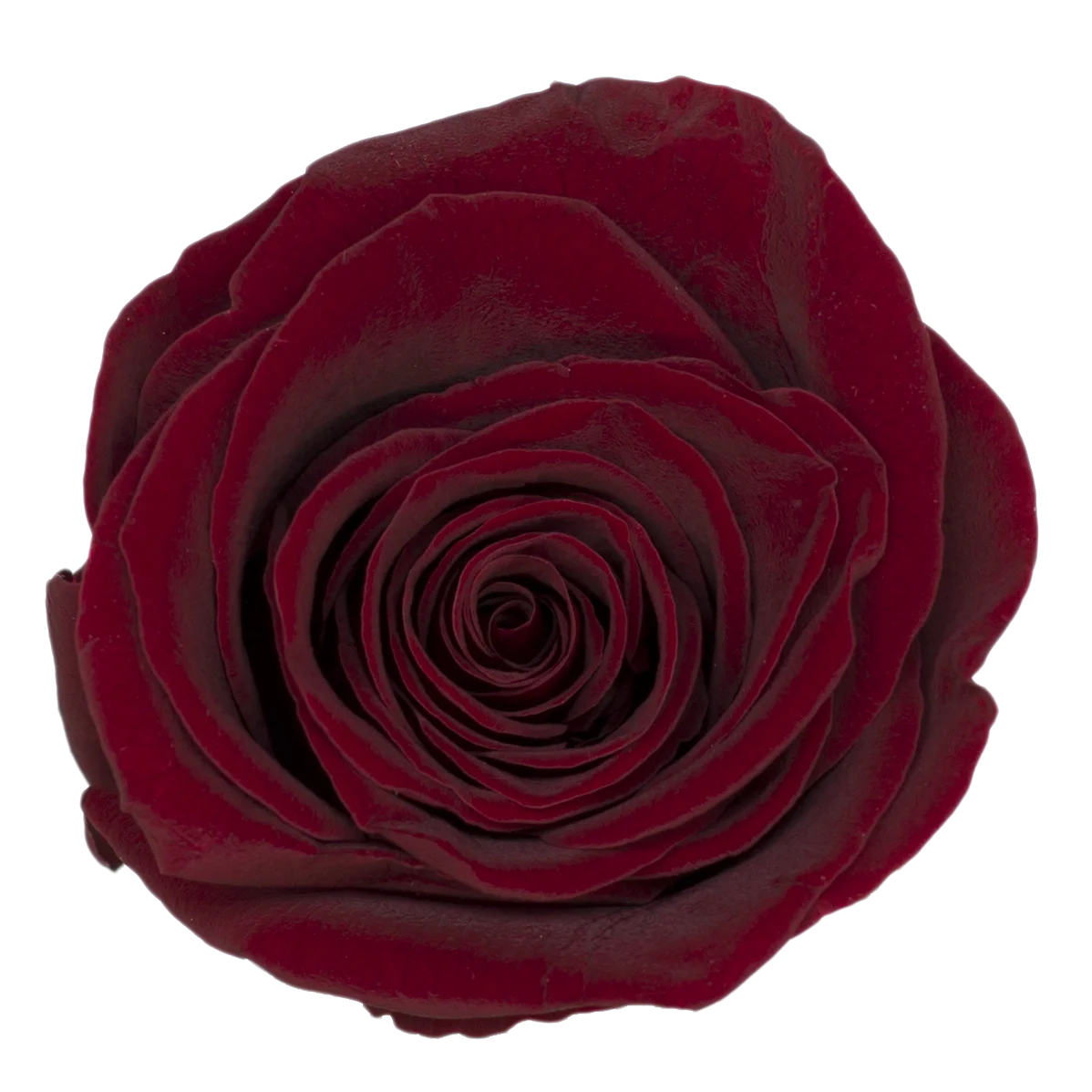 B Grade 5-6cm Preserved Natural Rose Head Fresh Real Rose Flowers Long Last Immortal Flowers Wedding Decor Florist DIY Materials