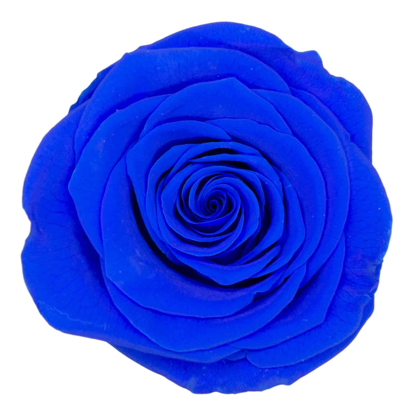 B Grade 3-4cm Preserved Rose Head Natural Fresh Real Rose Flower Natural Rose Flower Valentine's Day Gift Home Decor Rose Flower