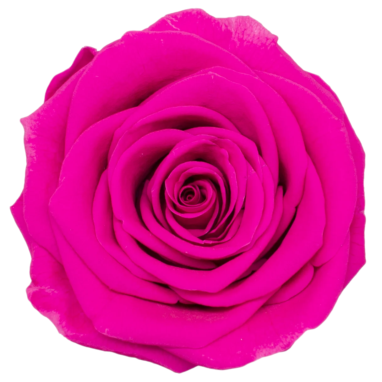 B Grade 3-4cm Preserved Rose Head Natural Fresh Real Rose Flower Natural Rose Flower Valentine's Day Gift Home Decor Rose Flower