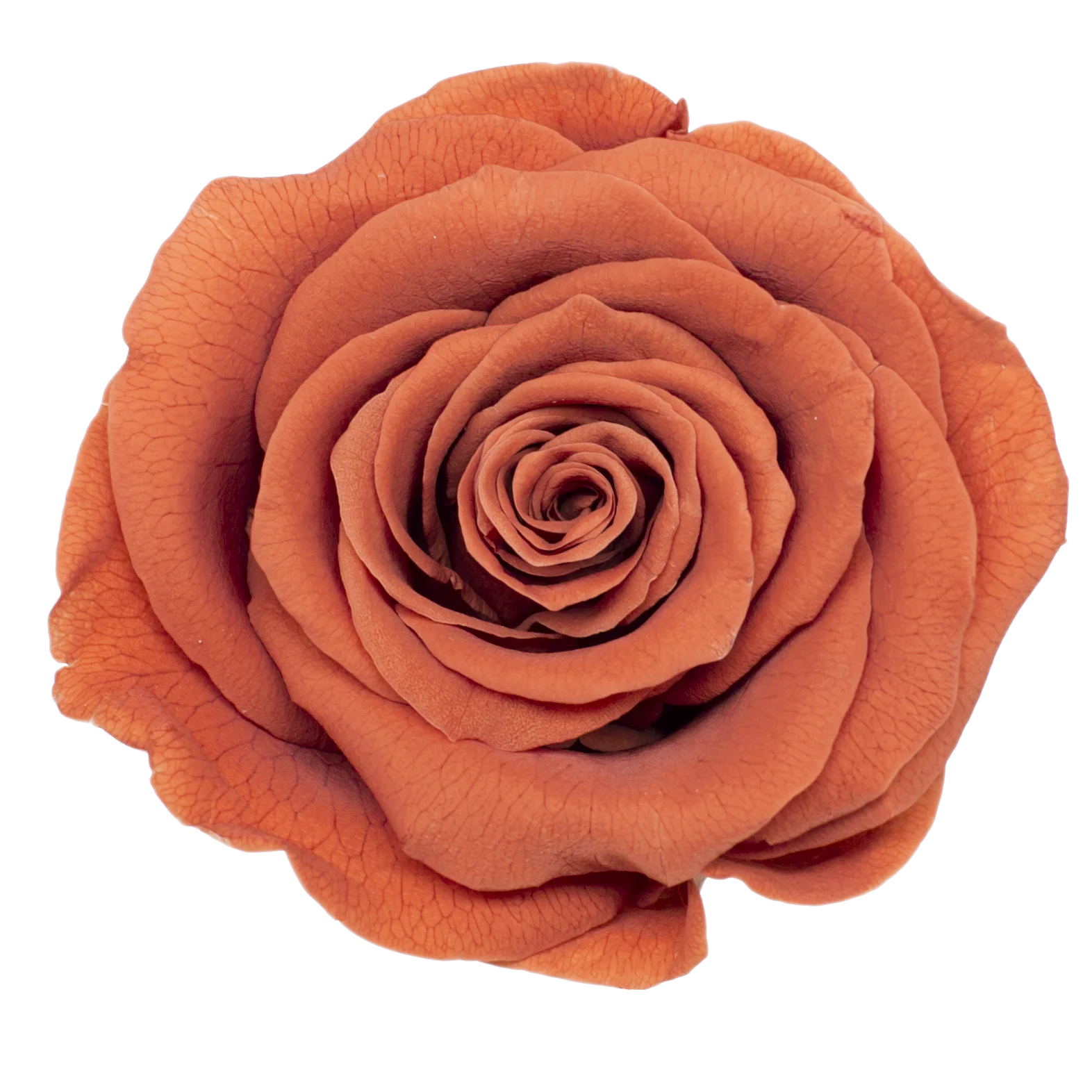 B Grade 5-6cm Preserved Natural Rose Head Fresh Real Rose Flowers Long Last Immortal Flowers Wedding Decor Florist DIY Materials