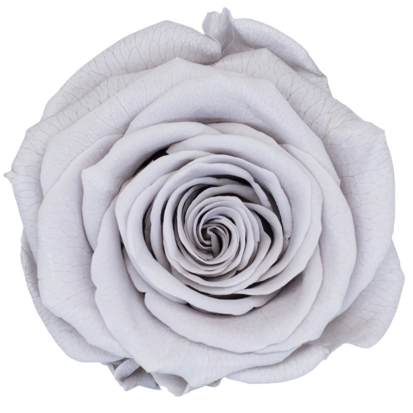 B Grade 3-4cm Preserved Rose Head Natural Fresh Real Rose Flower Natural Rose Flower Valentine's Day Gift Home Decor Rose Flower