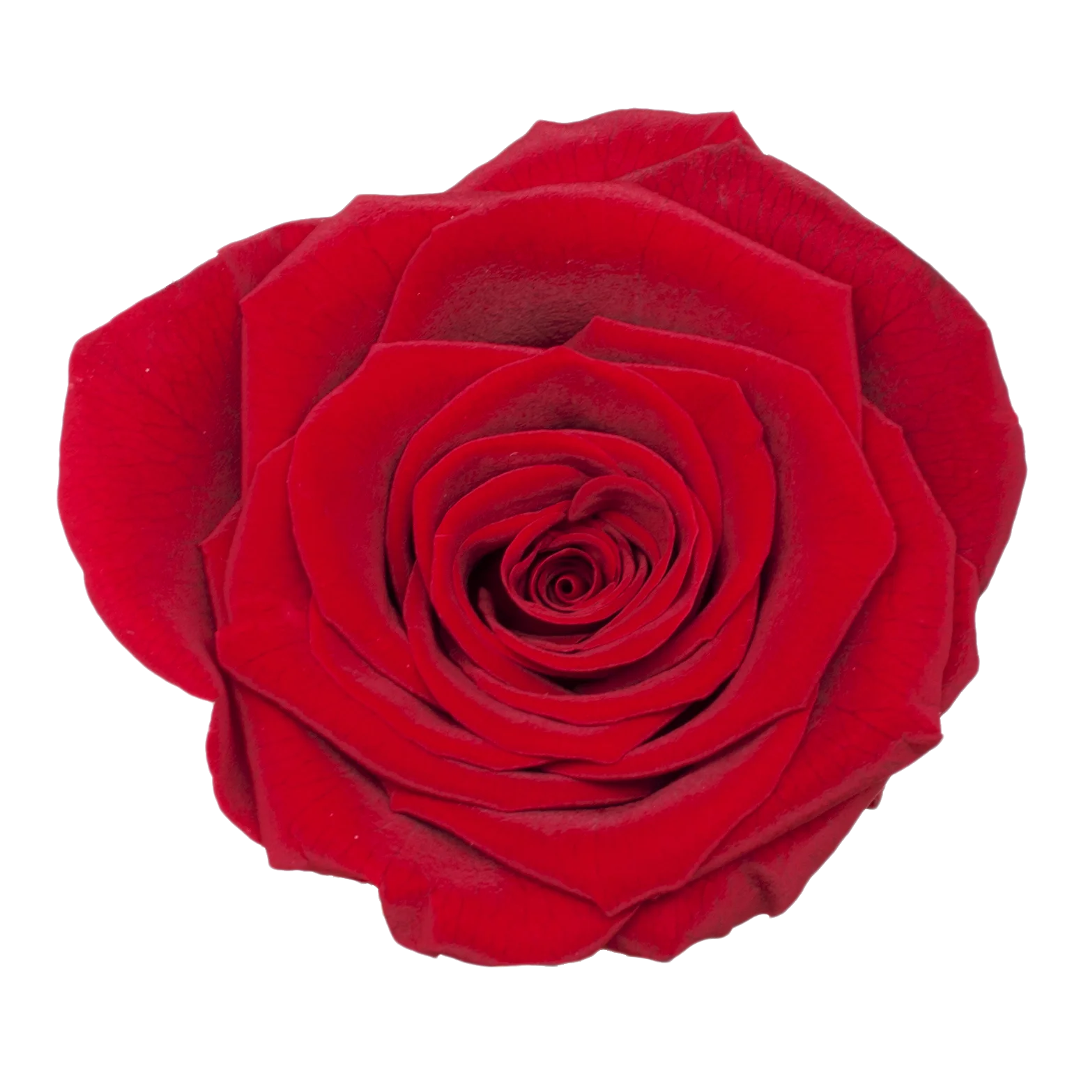 B Grade 5-6cm Preserved Natural Rose Head Fresh Real Rose Flowers Long Last Immortal Flowers Wedding Decor Florist DIY Materials
