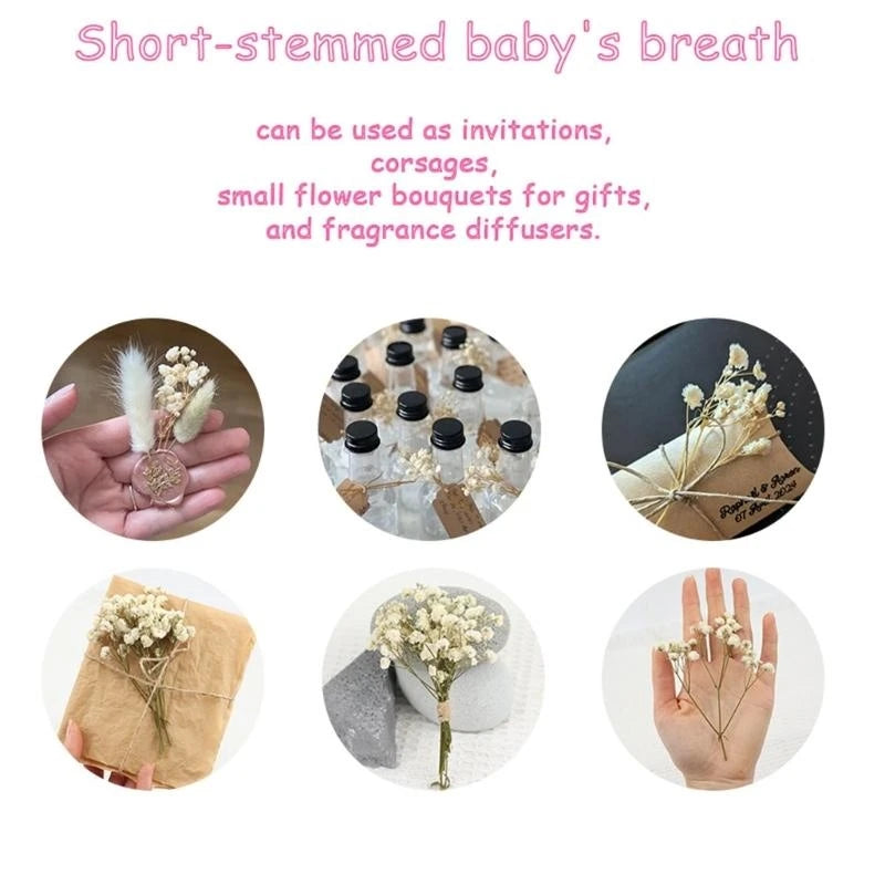 Set Of 50 Everlasting White Baby’s Breath Dried Flower Floral Stems For Wedding Decoration And Handmade Crafts 6XDE