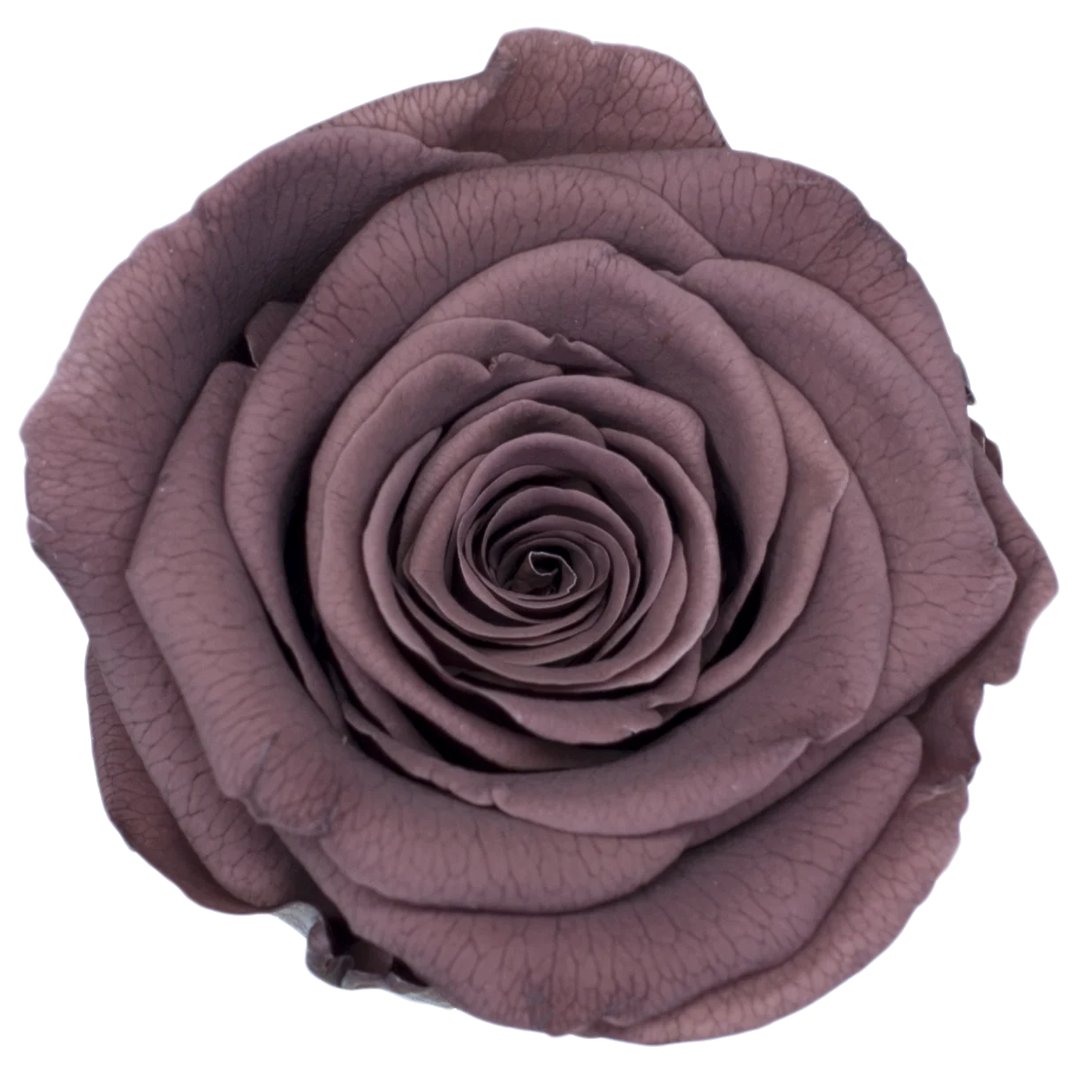 B Grade 3-4cm Preserved Rose Head Natural Fresh Real Rose Flower Natural Rose Flower Valentine's Day Gift Home Decor Rose Flower