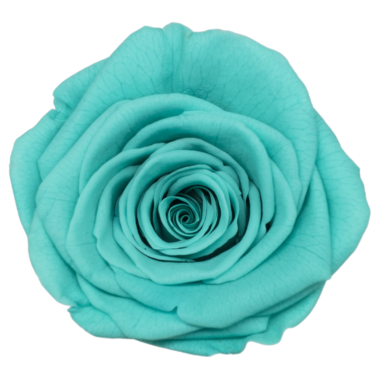 B Grade 5-6cm Preserved Natural Rose Head Fresh Real Rose Flowers Long Last Immortal Flowers Wedding Decor Florist DIY Materials