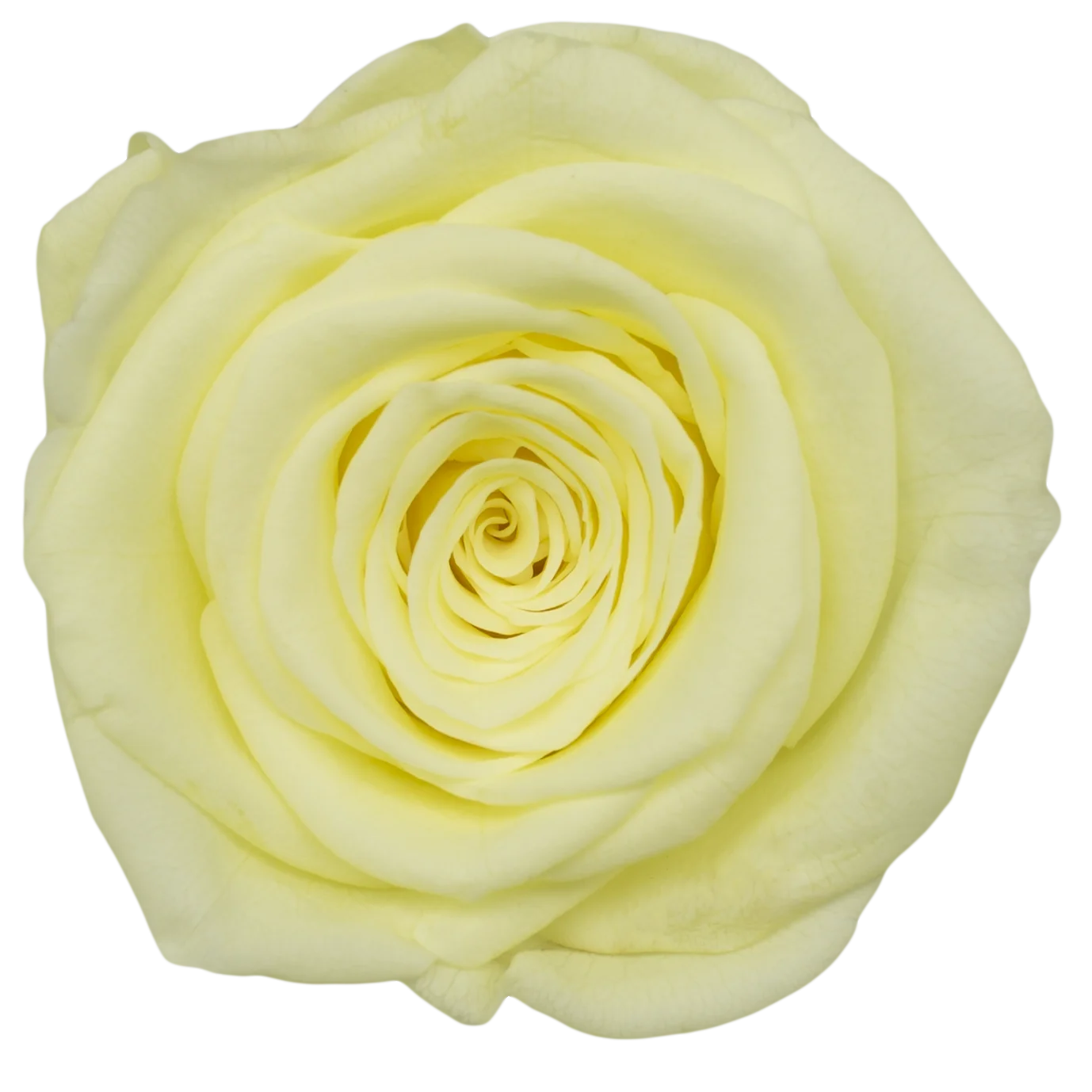 B Grade 3-4cm Preserved Rose Head Natural Fresh Real Rose Flower Natural Rose Flower Valentine's Day Gift Home Decor Rose Flower