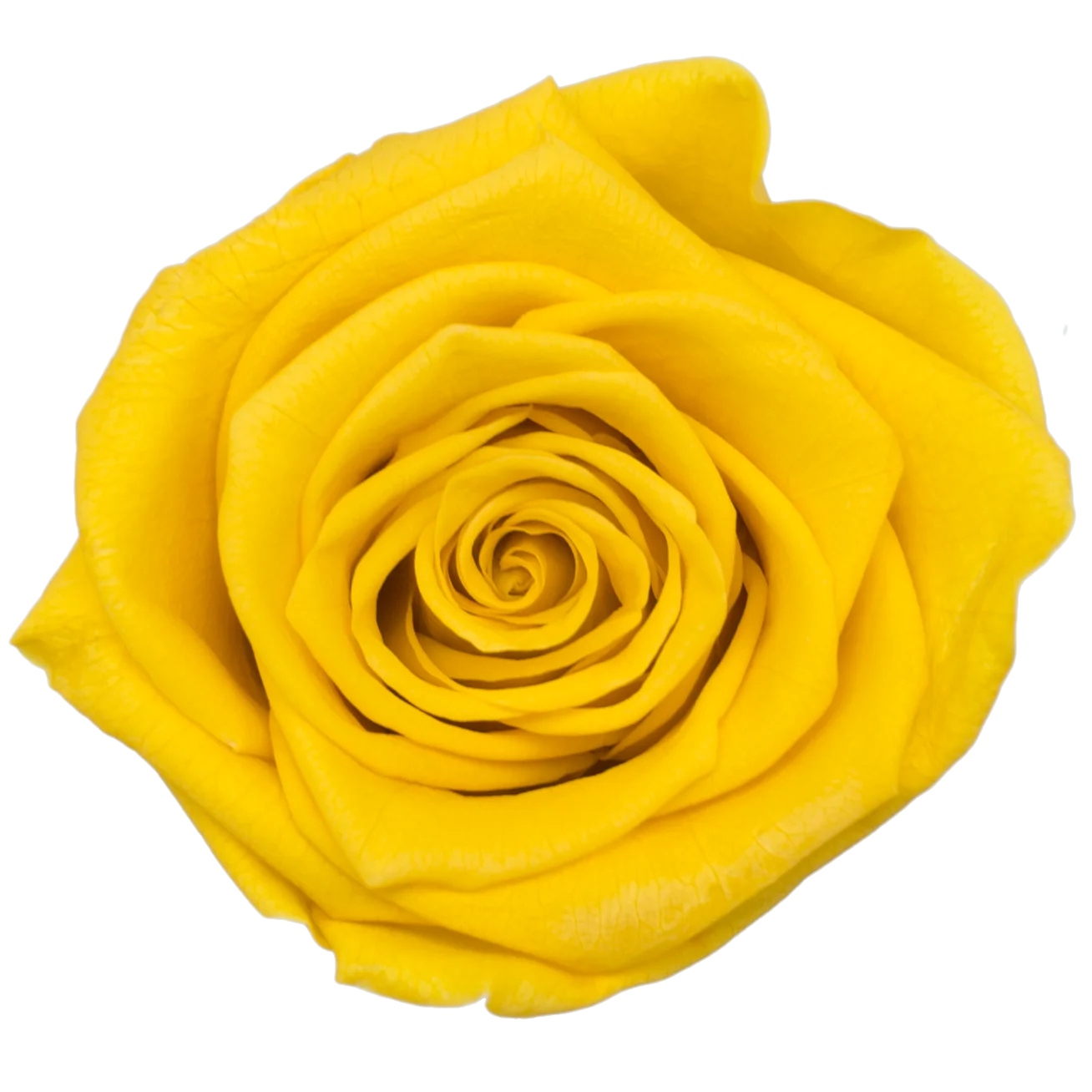 B Grade 5-6cm Preserved Natural Rose Head Fresh Real Rose Flowers Long Last Immortal Flowers Wedding Decor Florist DIY Materials
