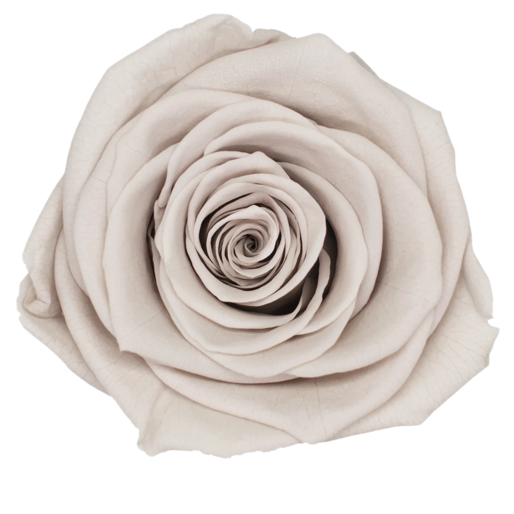 B Grade 5-6cm Preserved Natural Rose Head Fresh Real Rose Flowers Long Last Immortal Flowers Wedding Decor Florist DIY Materials