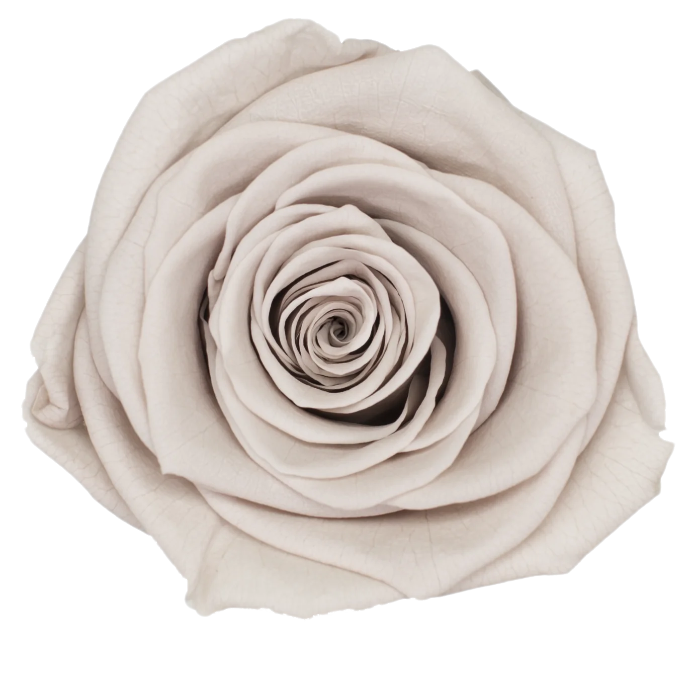B Grade 5-6cm Preserved Natural Rose Head Fresh Real Rose Flowers Long Last Immortal Flowers Wedding Decor Florist DIY Materials