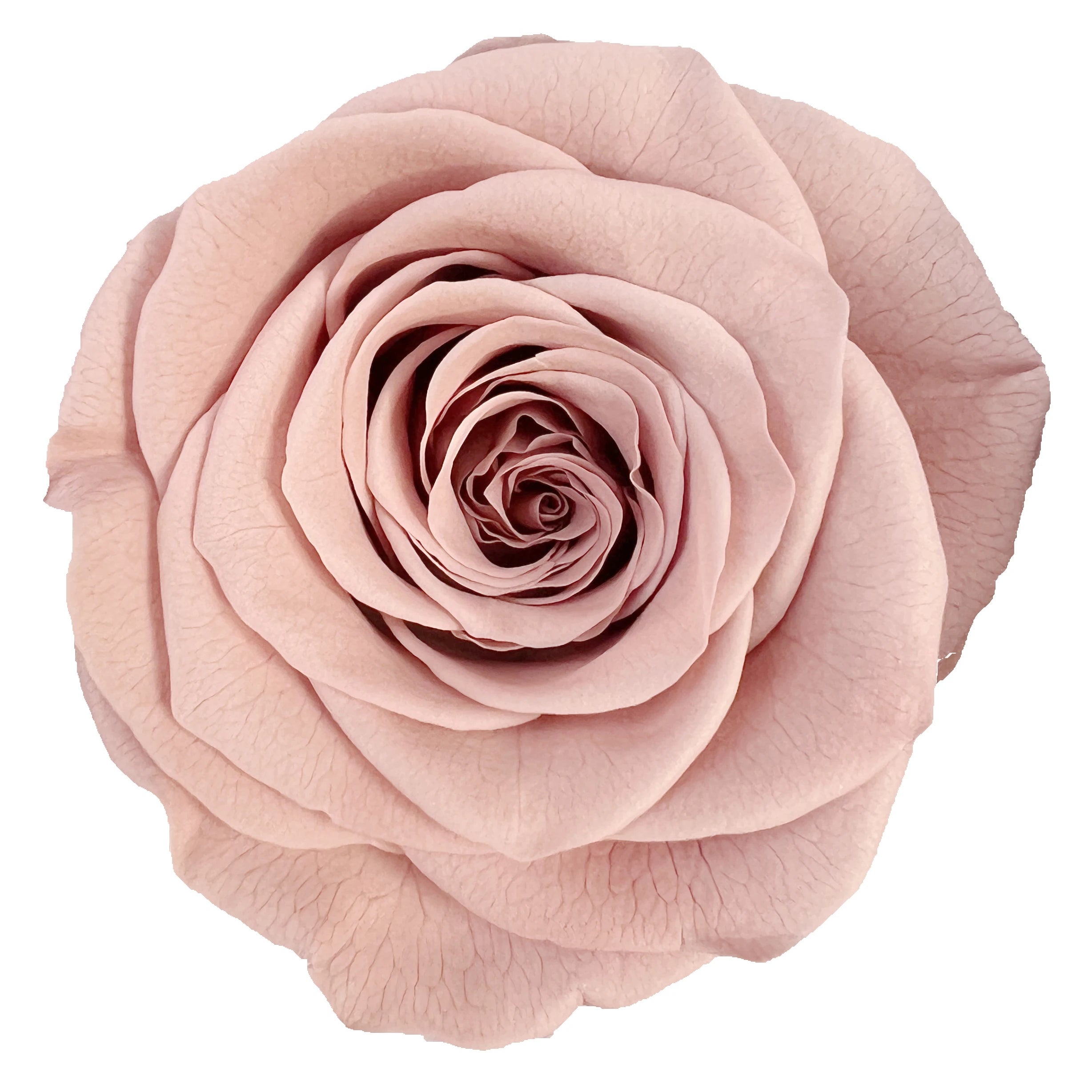 B Grade 5-6cm Preserved Natural Rose Head Fresh Real Rose Flowers Long Last Immortal Flowers Wedding Decor Florist DIY Materials