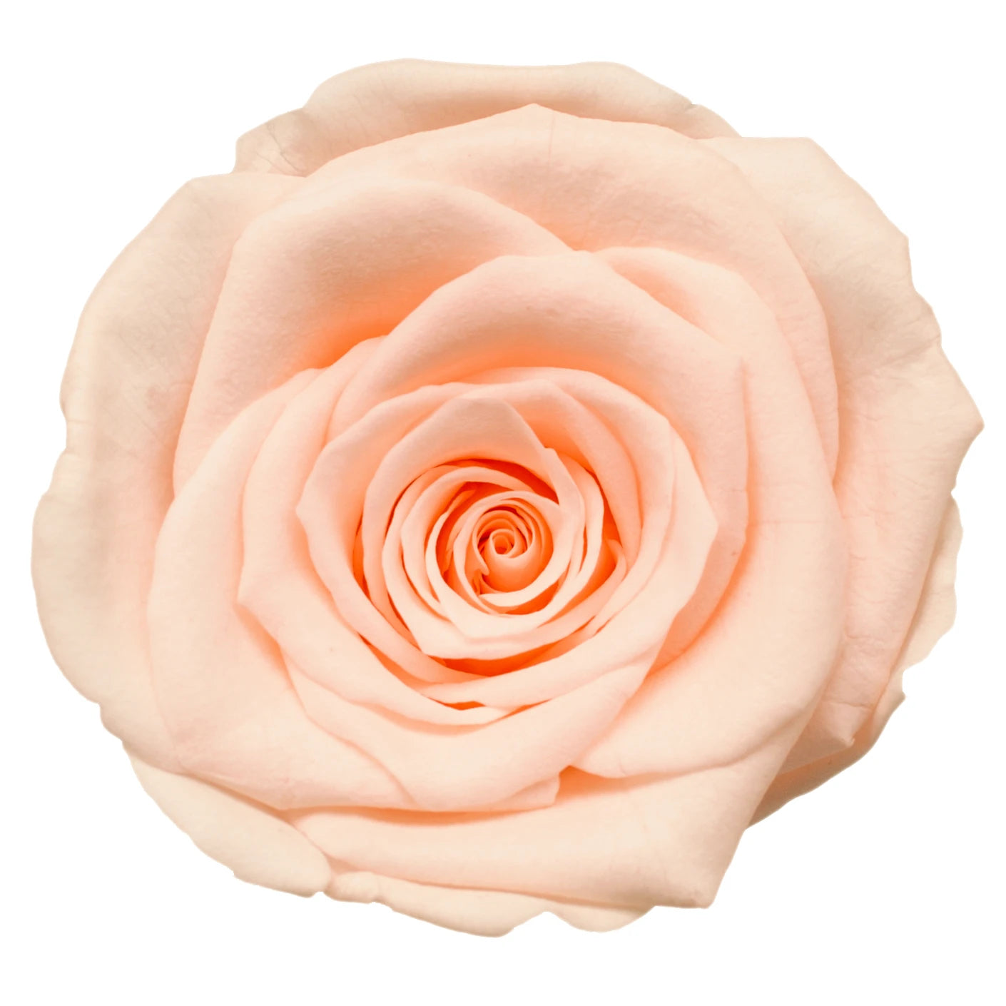 B Grade 3-4cm Preserved Rose Head Natural Fresh Real Rose Flower Natural Rose Flower Valentine's Day Gift Home Decor Rose Flower