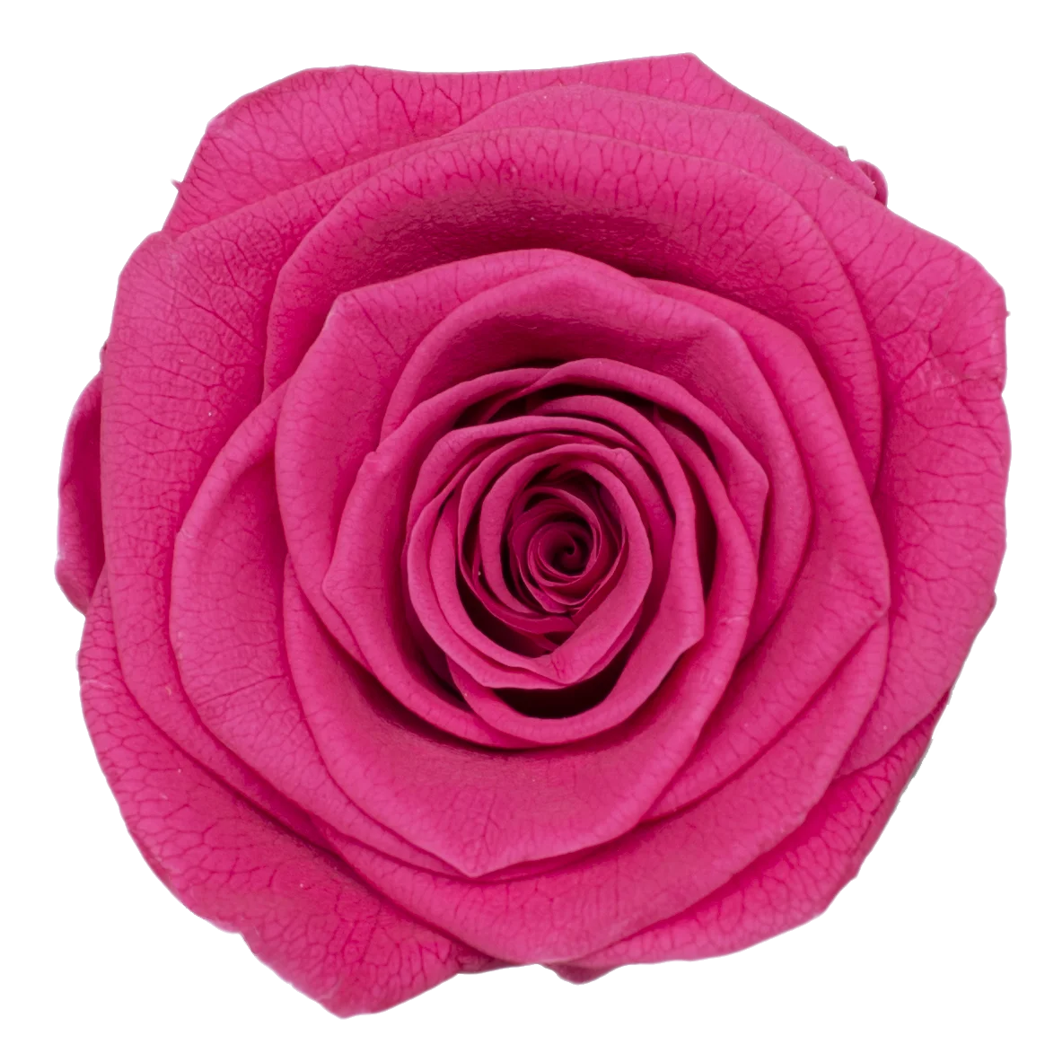 B Grade 5-6cm Preserved Natural Rose Head Fresh Real Rose Flowers Long Last Immortal Flowers Wedding Decor Florist DIY Materials
