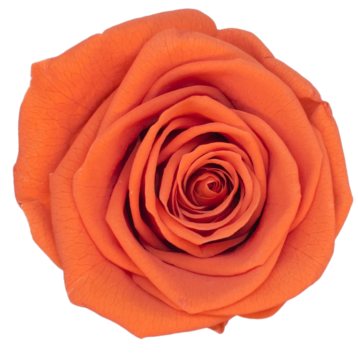 B Grade 3-4cm Preserved Rose Head Natural Fresh Real Rose Flower Natural Rose Flower Valentine's Day Gift Home Decor Rose Flower