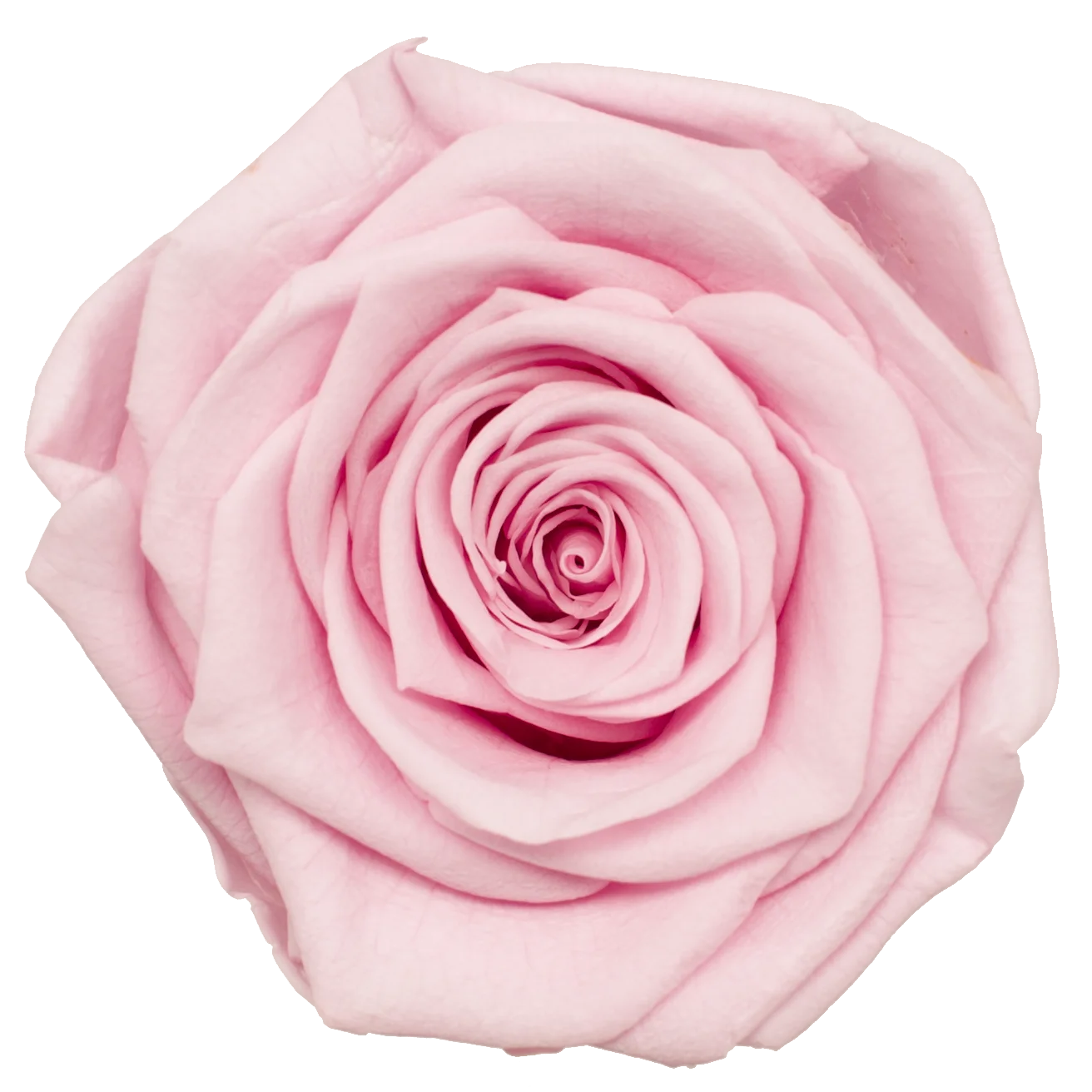 B Grade 3-4cm Preserved Rose Head Natural Fresh Real Rose Flower Natural Rose Flower Valentine's Day Gift Home Decor Rose Flower