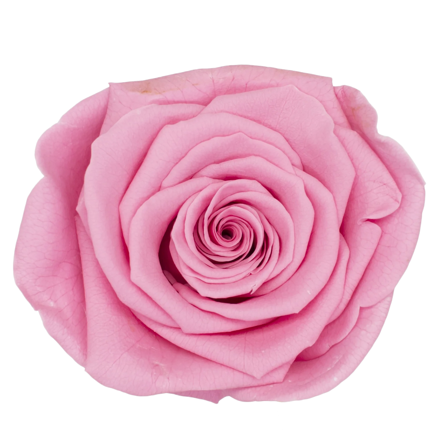 B Grade 3-4cm Preserved Rose Head Natural Fresh Real Rose Flower Natural Rose Flower Valentine's Day Gift Home Decor Rose Flower