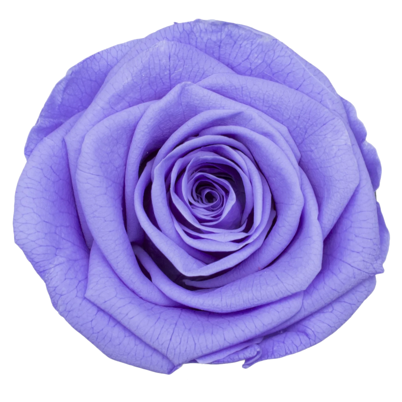 B Grade 3-4cm Preserved Rose Head Natural Fresh Real Rose Flower Natural Rose Flower Valentine's Day Gift Home Decor Rose Flower