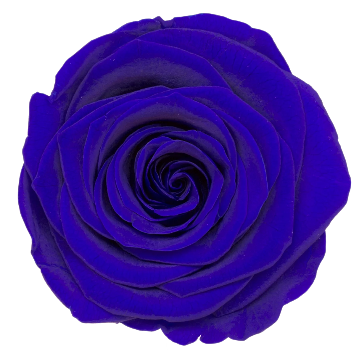 B Grade 5-6cm Preserved Natural Rose Head Fresh Real Rose Flowers Long Last Immortal Flowers Wedding Decor Florist DIY Materials