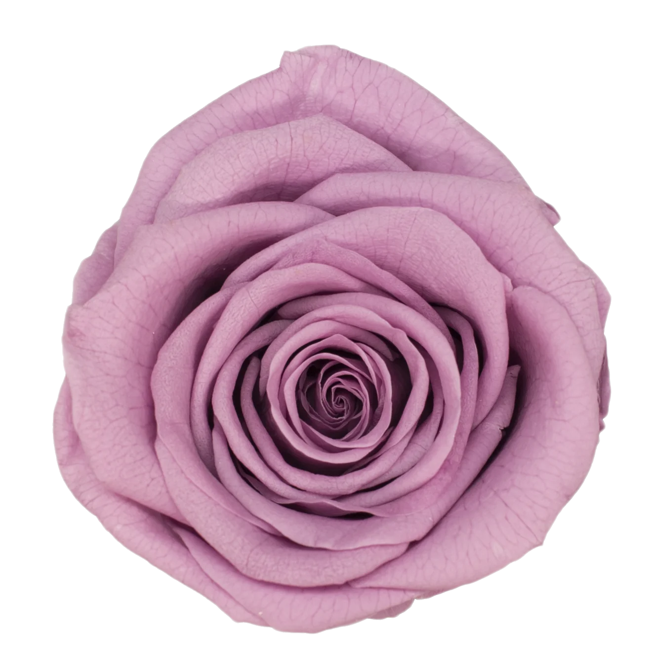 B Grade 5-6cm Preserved Natural Rose Head Fresh Real Rose Flowers Long Last Immortal Flowers Wedding Decor Florist DIY Materials