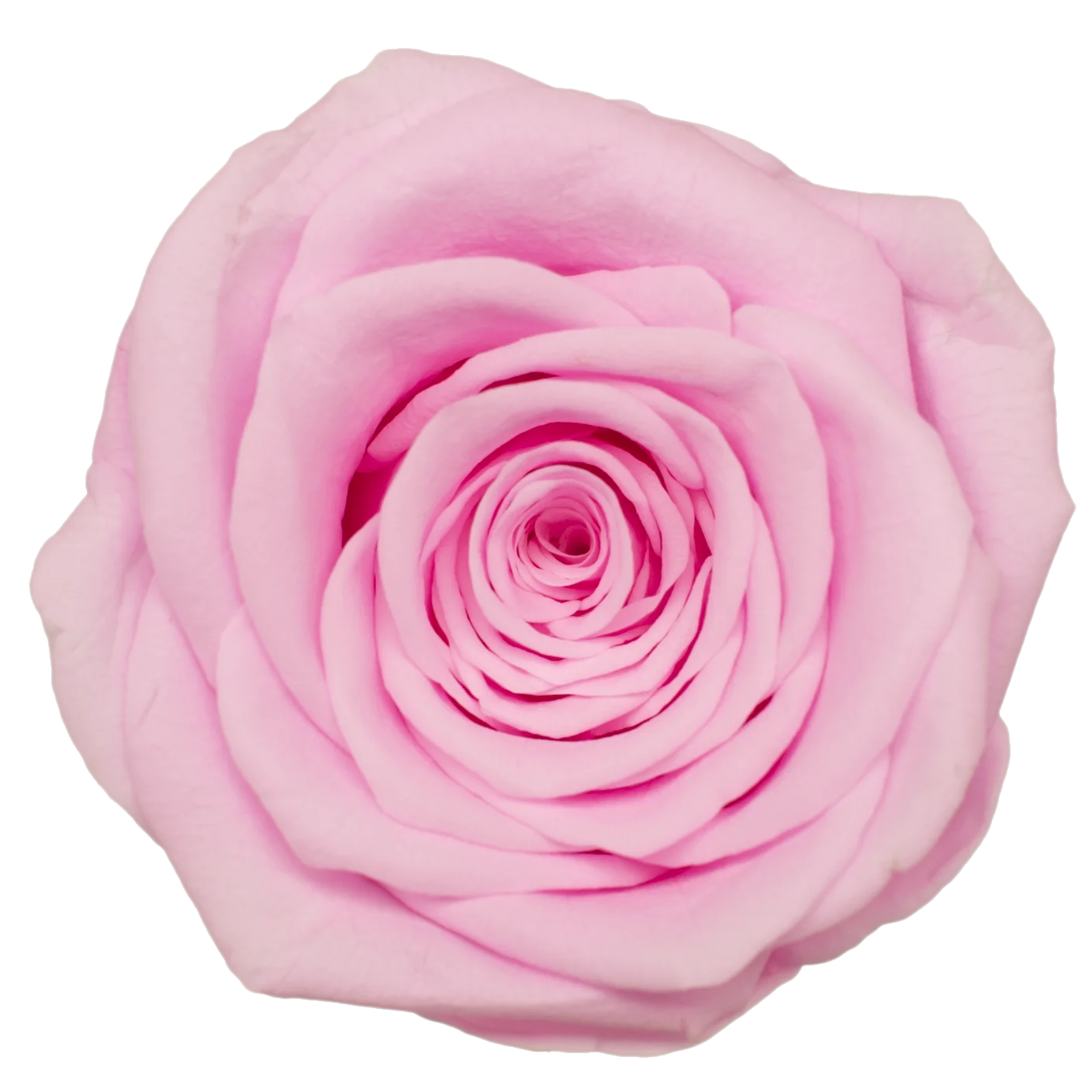 B Grade 3-4cm Preserved Rose Head Natural Fresh Real Rose Flower Natural Rose Flower Valentine's Day Gift Home Decor Rose Flower