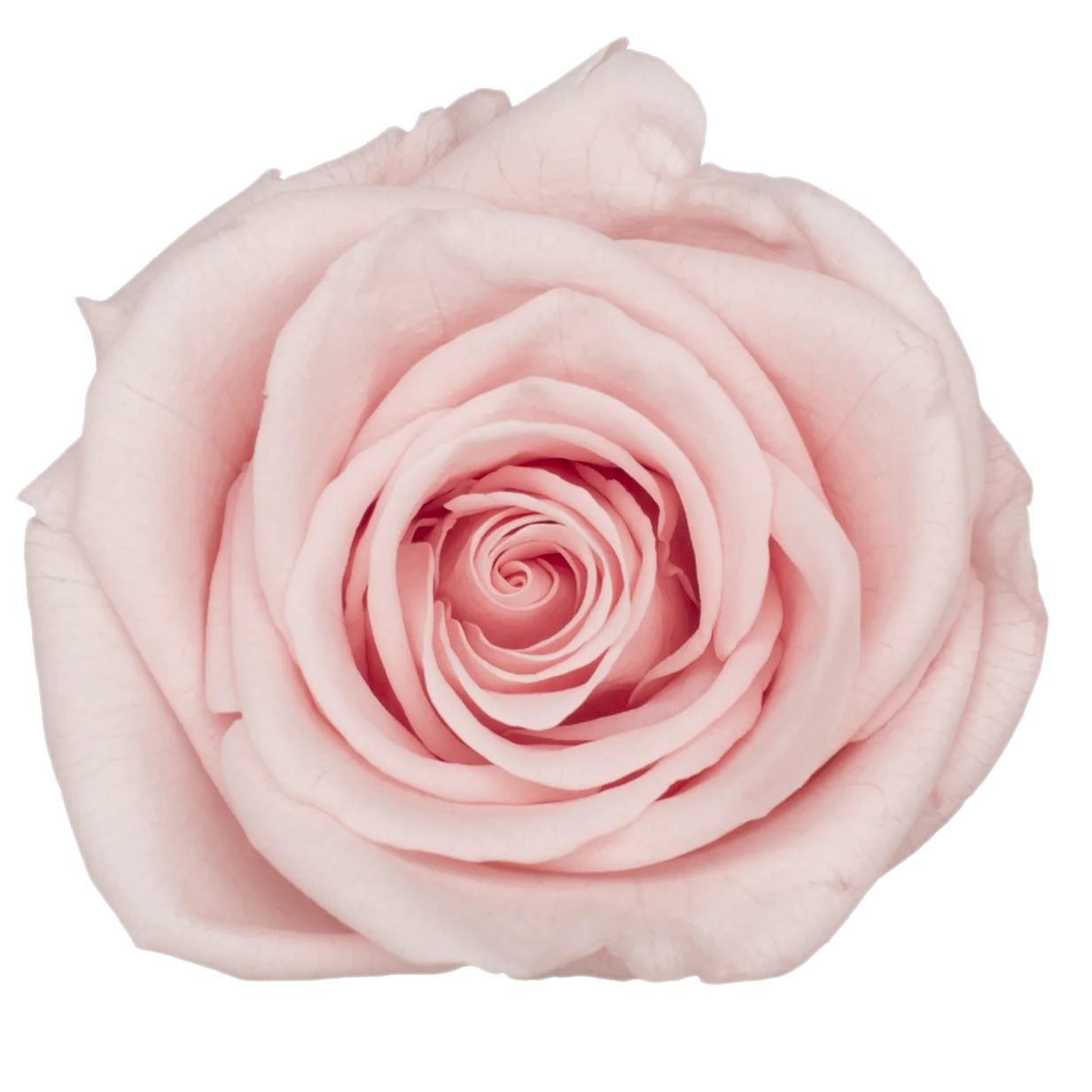 B Grade 3-4cm Preserved Rose Head Natural Fresh Real Rose Flower Natural Rose Flower Valentine's Day Gift Home Decor Rose Flower