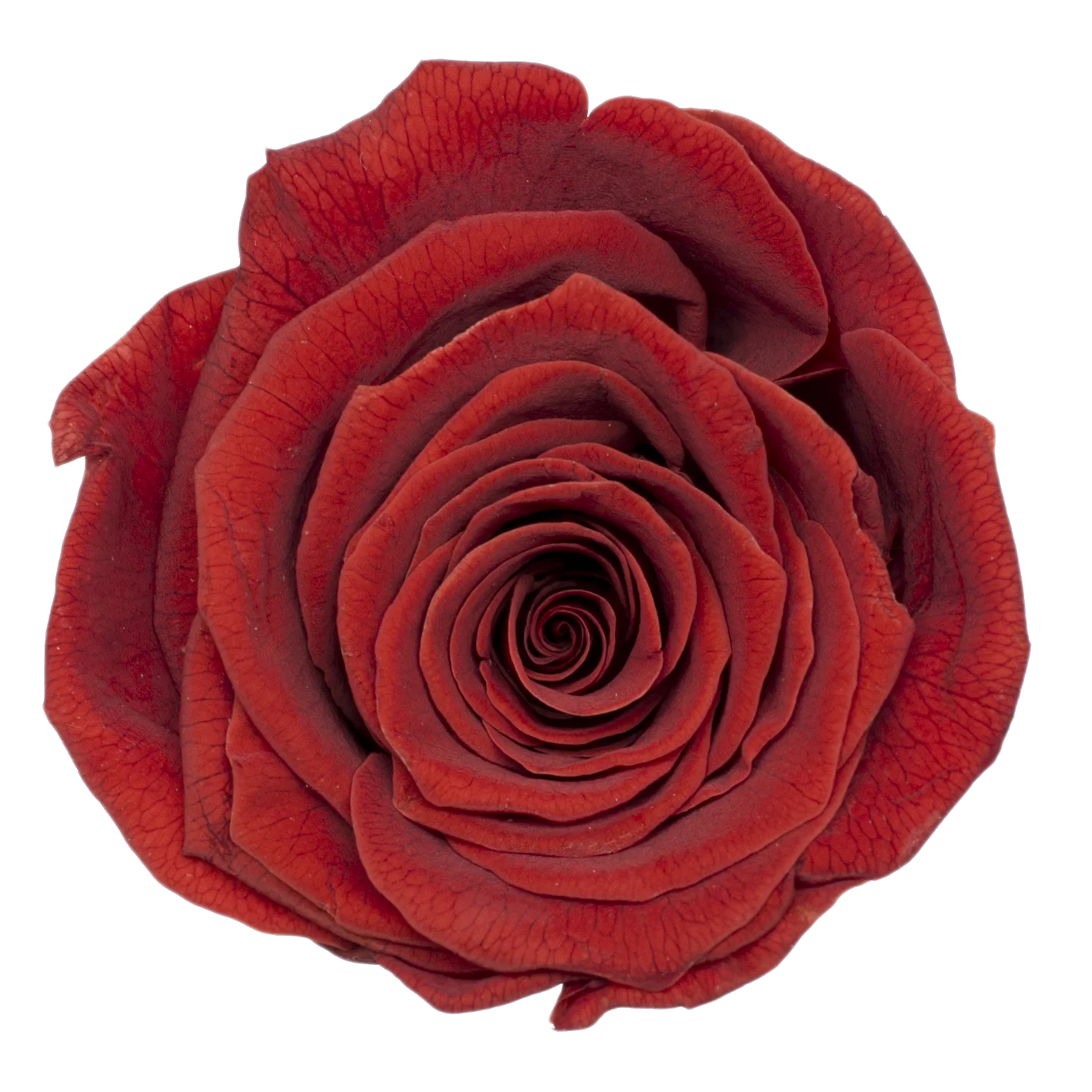 B Grade 5-6cm Preserved Natural Rose Head Fresh Real Rose Flowers Long Last Immortal Flowers Wedding Decor Florist DIY Materials