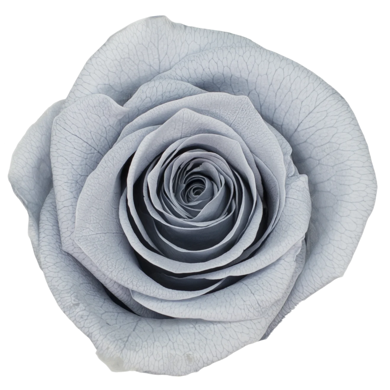 B Grade 5-6cm Preserved Natural Rose Head Fresh Real Rose Flowers Long Last Immortal Flowers Wedding Decor Florist DIY Materials