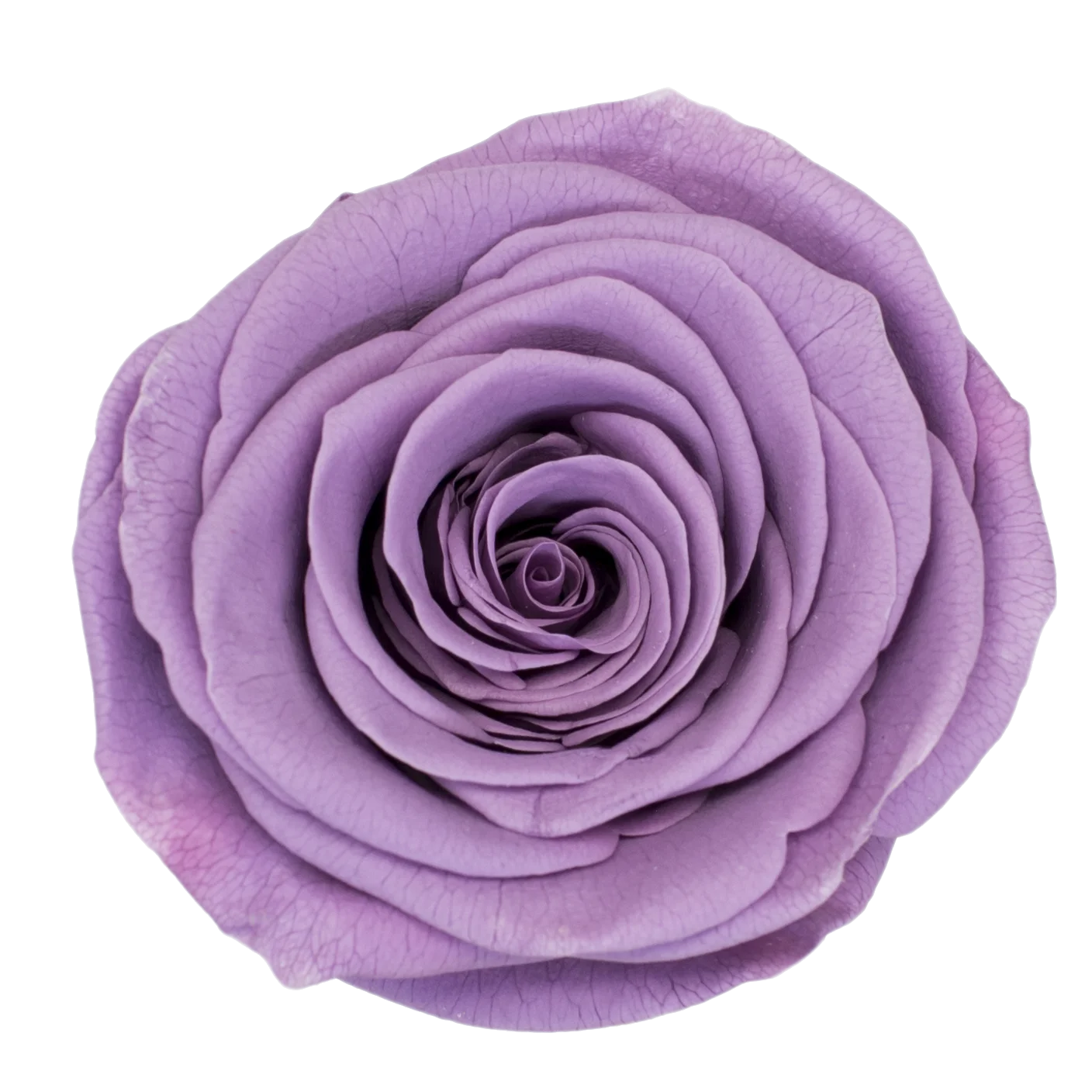 B Grade 5-6cm Preserved Natural Rose Head Fresh Real Rose Flowers Long Last Immortal Flowers Wedding Decor Florist DIY Materials