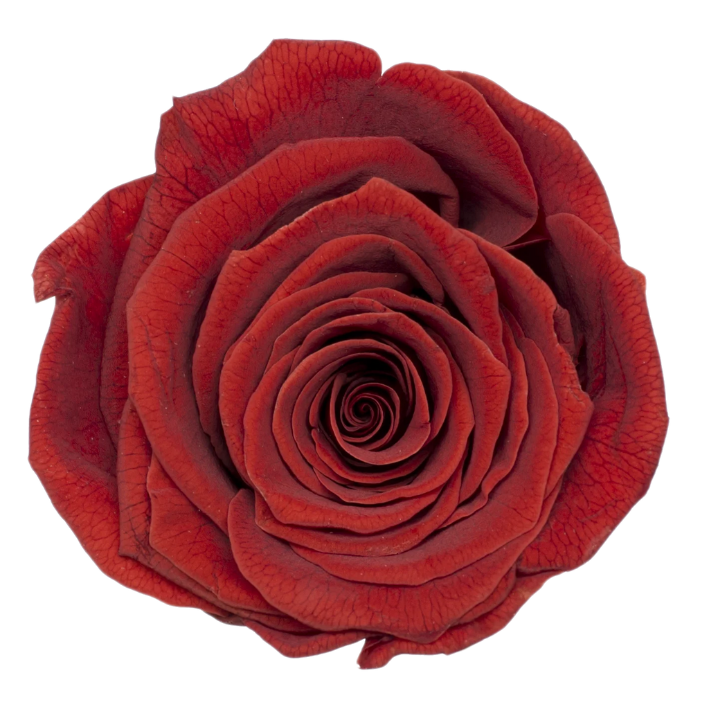 B Grade 3-4cm Preserved Rose Head Natural Fresh Real Rose Flower Natural Rose Flower Valentine's Day Gift Home Decor Rose Flower