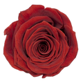 B Grade 3-4cm Preserved Rose Head Natural Fresh Real Rose Flower Natural Rose Flower Valentine's Day Gift Home Decor Rose Flower