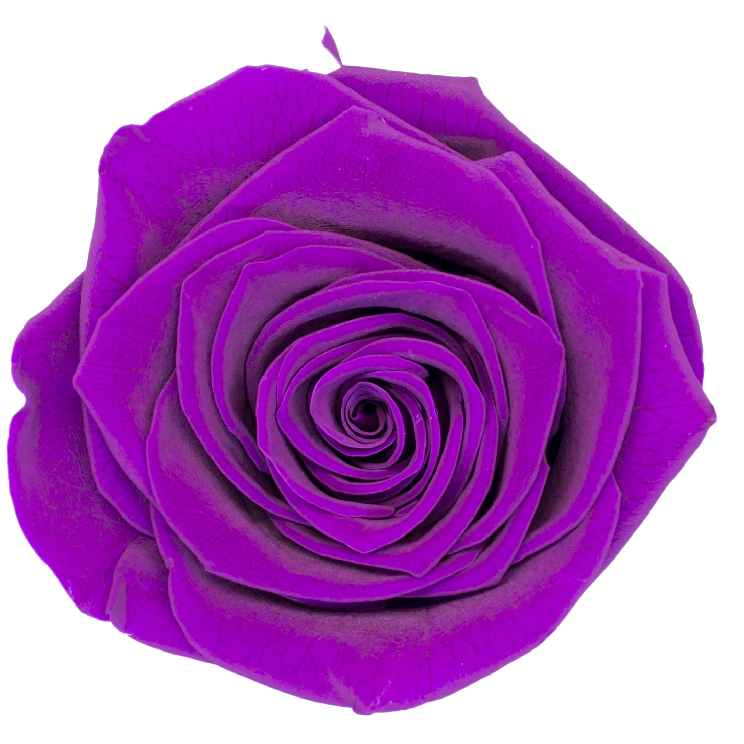 B Grade 5-6cm Preserved Natural Rose Head Fresh Real Rose Flowers Long Last Immortal Flowers Wedding Decor Florist DIY Materials