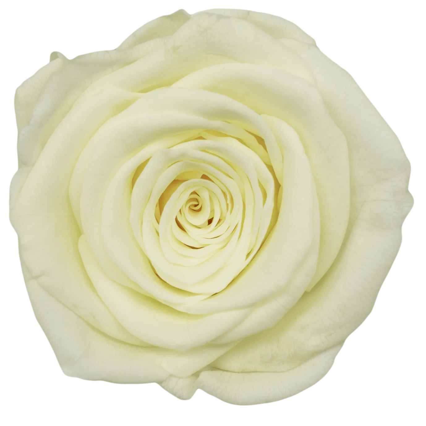 B Grade 3-4cm Preserved Rose Head Natural Fresh Real Rose Flower Natural Rose Flower Valentine's Day Gift Home Decor Rose Flower