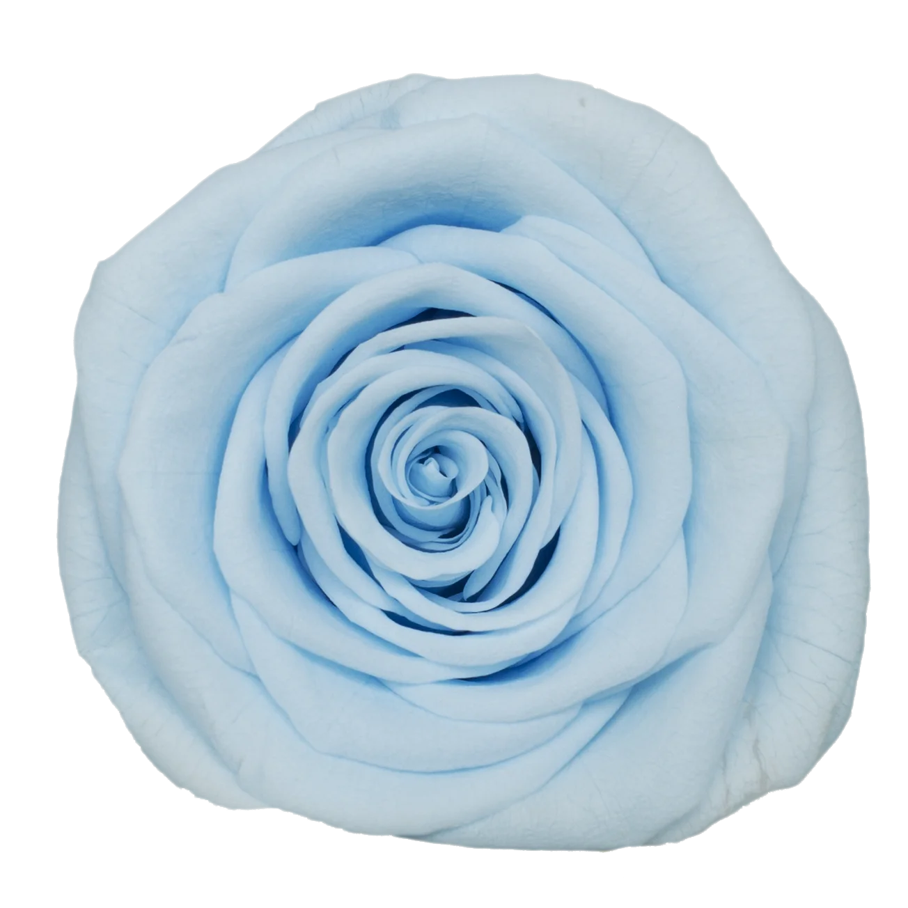 B Grade 3-4cm Preserved Rose Head Natural Fresh Real Rose Flower Natural Rose Flower Valentine's Day Gift Home Decor Rose Flower