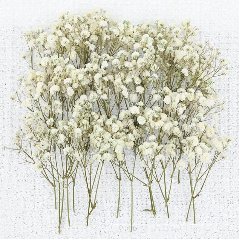 Set Of 50 Everlasting White Baby’s Breath Dried Flower Floral Stems For Wedding Decoration And Handmade Crafts 6XDE