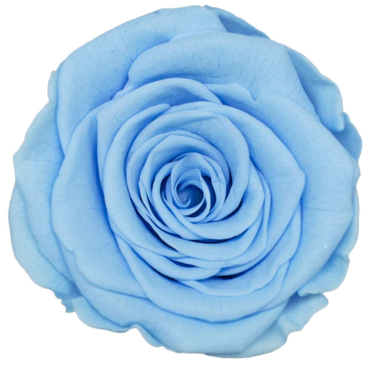B Grade 5-6cm Preserved Natural Rose Head Fresh Real Rose Flowers Long Last Immortal Flowers Wedding Decor Florist DIY Materials