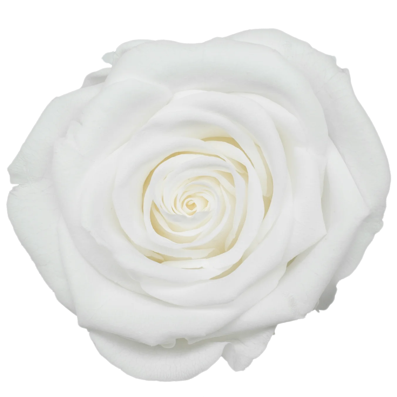 B Grade 3-4cm Preserved Rose Head Natural Fresh Real Rose Flower Natural Rose Flower Valentine's Day Gift Home Decor Rose Flower