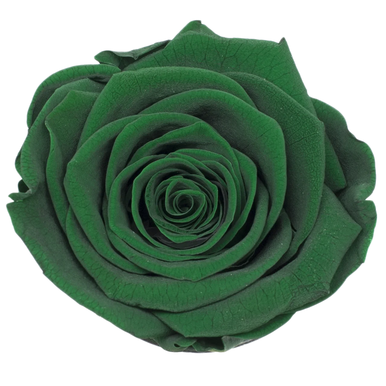 B Grade 3-4cm Preserved Rose Head Natural Fresh Real Rose Flower Natural Rose Flower Valentine's Day Gift Home Decor Rose Flower