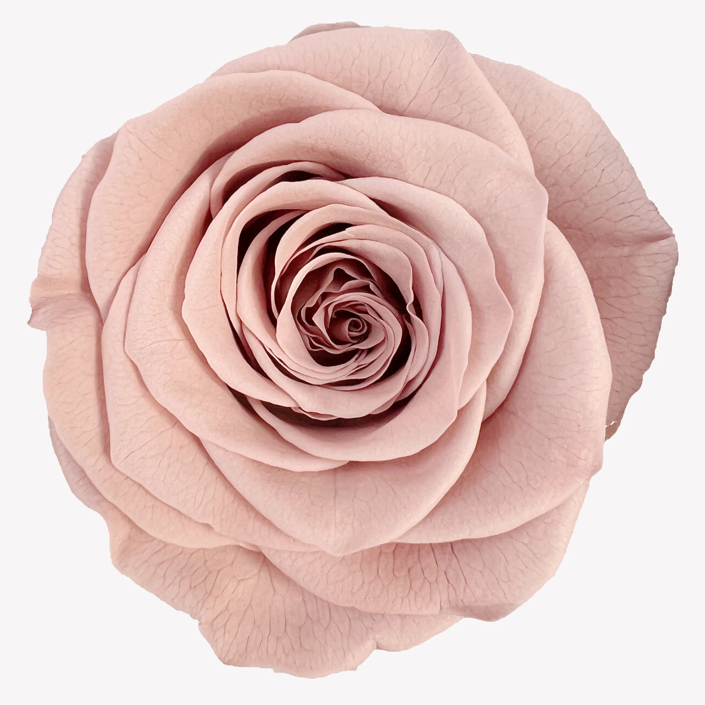 B Grade 3-4cm Preserved Rose Head Natural Fresh Real Rose Flower Natural Rose Flower Valentine's Day Gift Home Decor Rose Flower