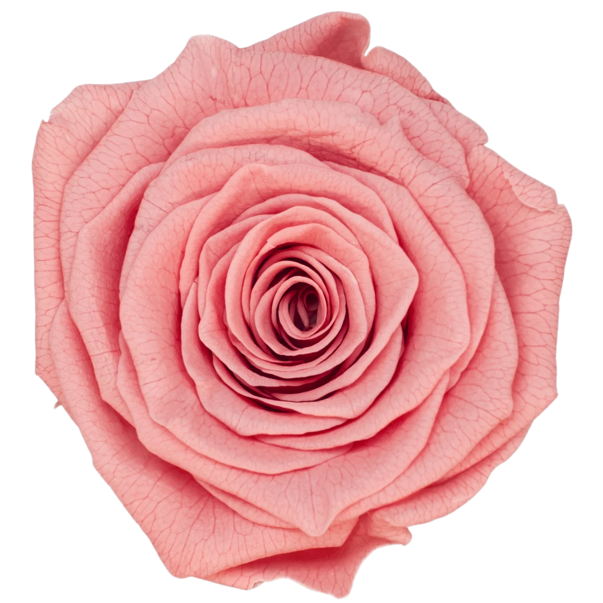 B Grade 3-4cm Preserved Rose Head Natural Fresh Real Rose Flower Natural Rose Flower Valentine's Day Gift Home Decor Rose Flower