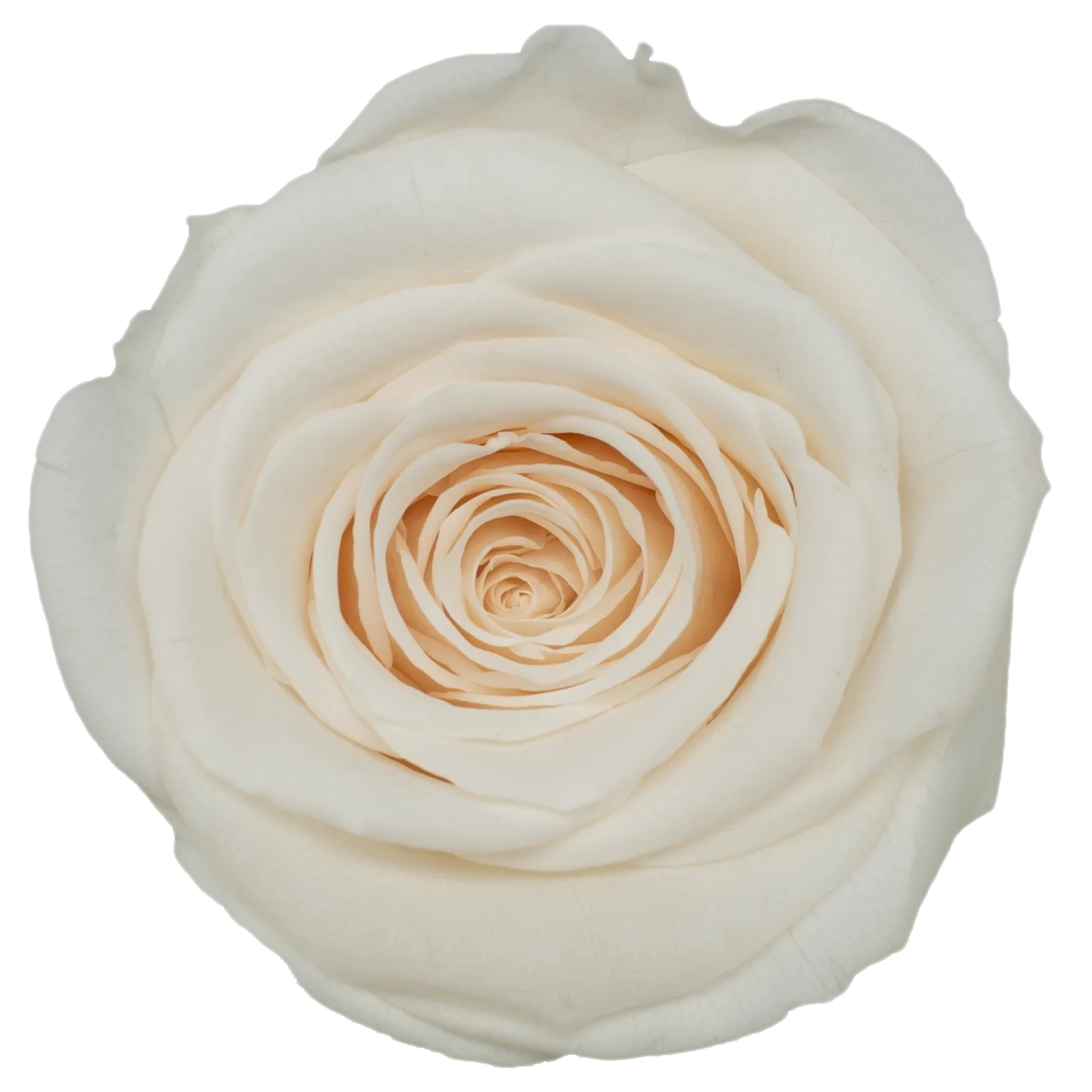 B Grade 3-4cm Preserved Rose Head Natural Fresh Real Rose Flower Natural Rose Flower Valentine's Day Gift Home Decor Rose Flower
