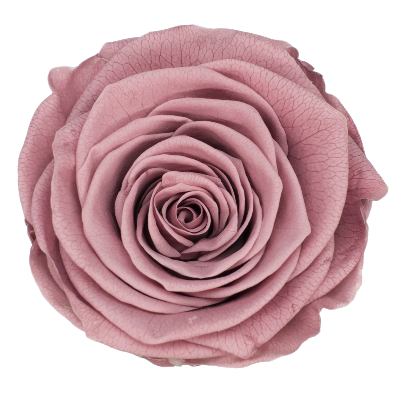 B Grade 3-4cm Preserved Rose Head Natural Fresh Real Rose Flower Natural Rose Flower Valentine's Day Gift Home Decor Rose Flower