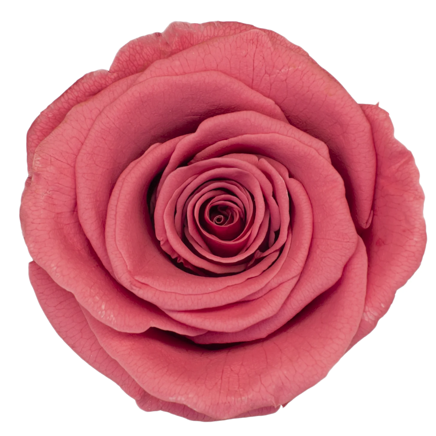 B Grade 3-4cm Preserved Rose Head Natural Fresh Real Rose Flower Natural Rose Flower Valentine's Day Gift Home Decor Rose Flower
