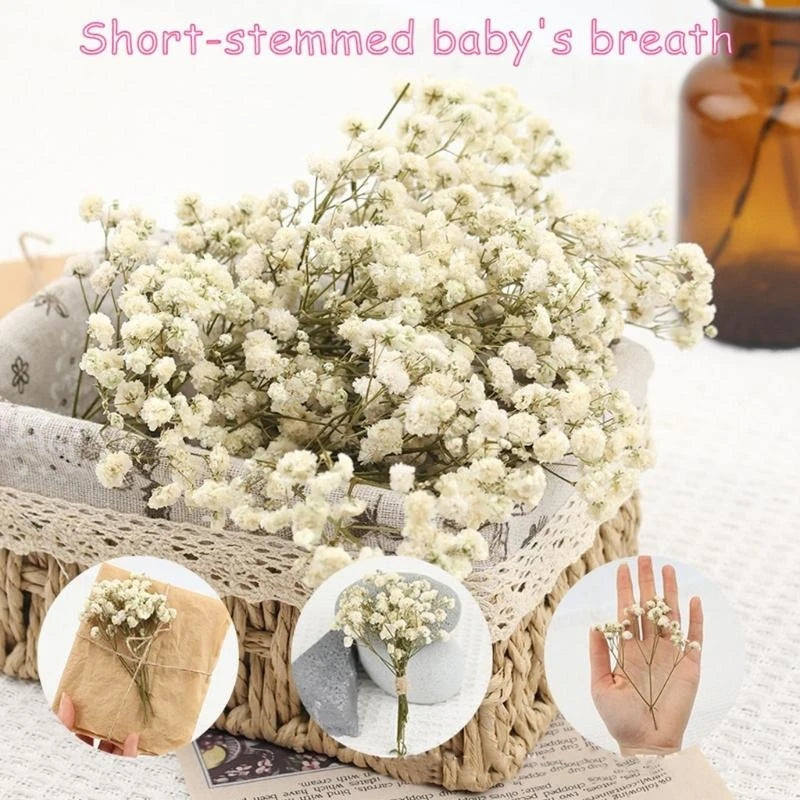 Set Of 50 Everlasting White Baby’s Breath Dried Flower Floral Stems For Wedding Decoration And Handmade Crafts 6XDE