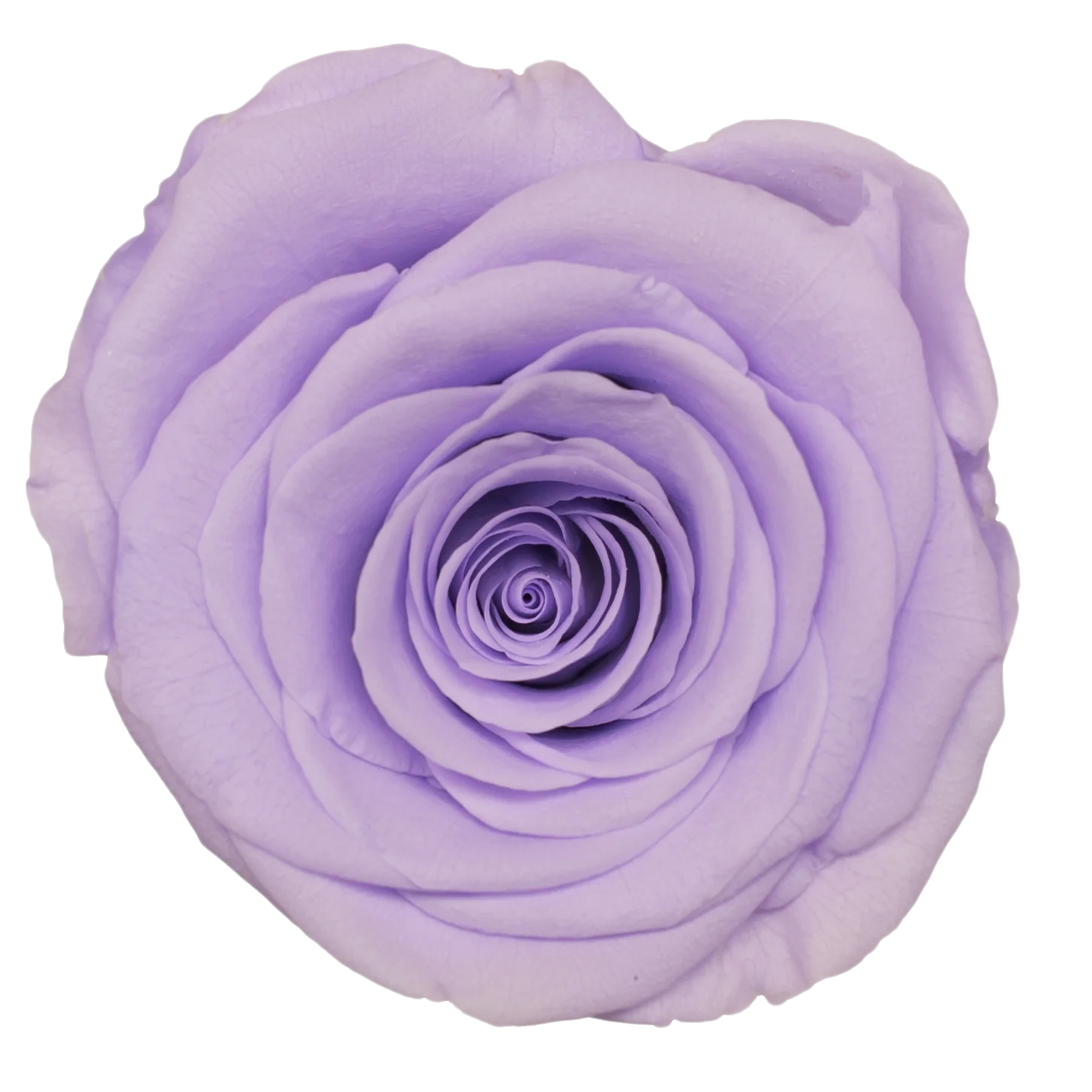 B Grade 5-6cm Preserved Natural Rose Head Fresh Real Rose Flowers Long Last Immortal Flowers Wedding Decor Florist DIY Materials