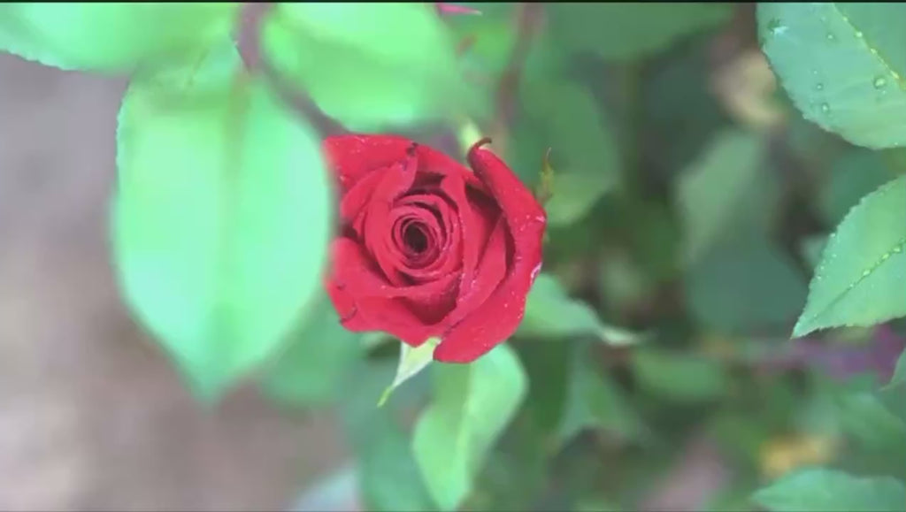 B Grade 5-6cm Preserved Natural Rose Head Fresh Real Rose Flowers Long Last Immortal Flowers Wedding Decor Florist DIY Materials